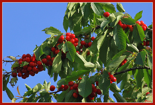 C'est parti la saison des cerises