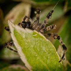 A Lurking Garden Spider!