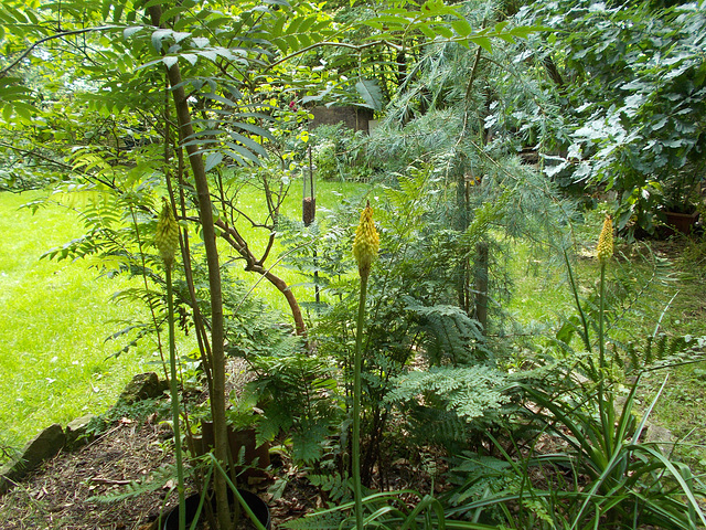 gdn - red hot poker