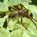 20210609 0796CPw [D~LIP] Spinne mit Beute, Wiesen-Margerite (Leucanthemum vulgare agg), Bad Salzuflen