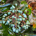 20210627 1164CPw [D~LIP] Mahonie (Berberis aquifolium), Bad Salzuflen