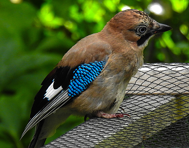 20210705 1315CPw [D~LIP] Eichelhäher (Garrulus glandarius), Bad Salzuflen