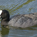 IMG 1924 Coot