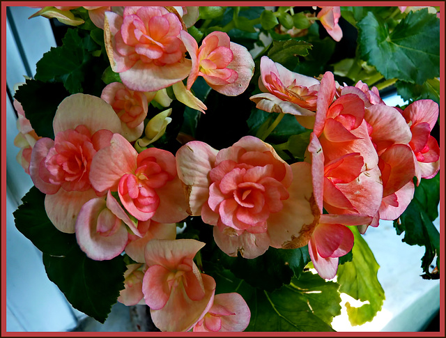 Begonia di autunno