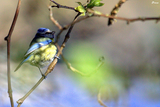 Mésange bleue