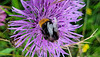 Steinhummel auf einer Wiesen-Flockenblume