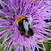 Steinhummel auf einer Wiesen-Flockenblume