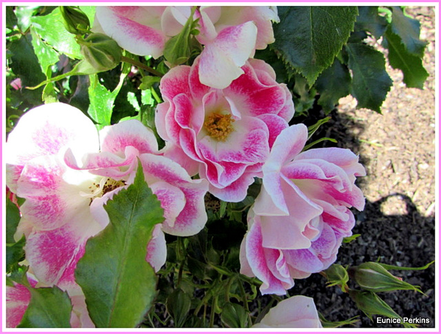 Bi-Coloured Roses.