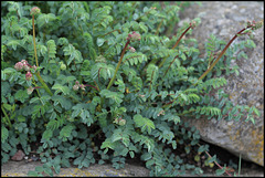 Sanguisorba minor