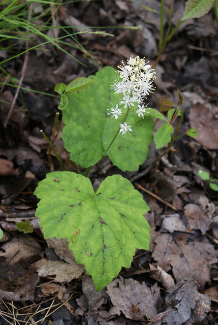 tiarelle/coolwort/tiarella cordifolia