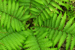 Circle of Ferns