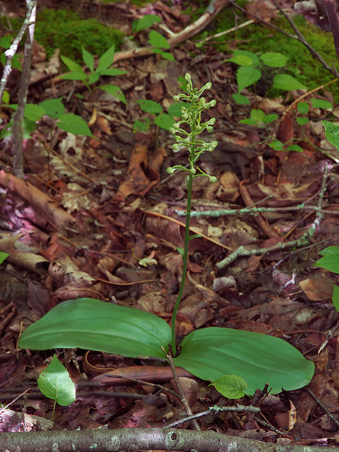 Platanthera orbiculata (Pad-leaf orchid)