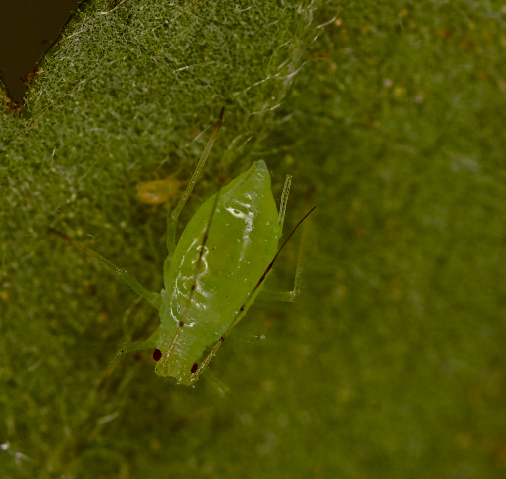 Aphid EF7A1584