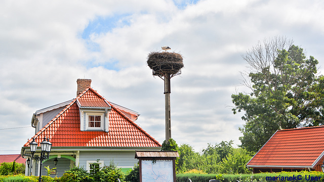 Stork nest in Bialowieza