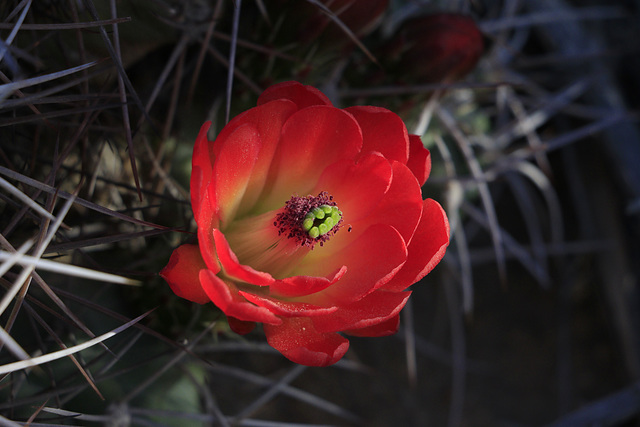 Echinocereus mojavensis