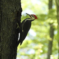 Pileated Woodpecker