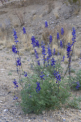 Bluebonnets