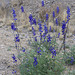 Bluebonnets