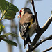 EOS 90D Peter Harriman 09 32 36 26043 Goldfinch