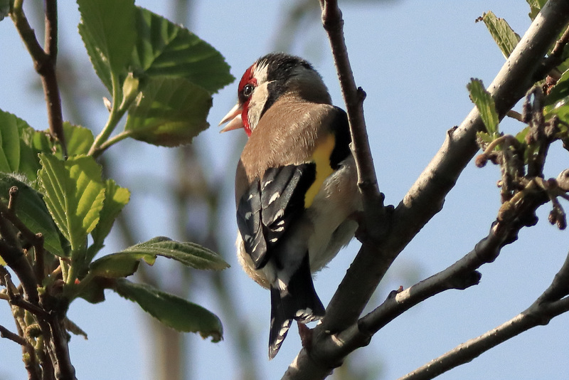 EOS 90D Peter Harriman 09 32 36 26043 Goldfinch