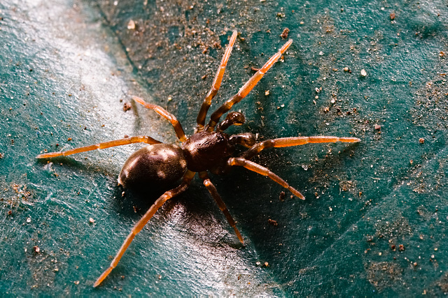 Spider IMG 8236