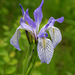 Missouri Iris