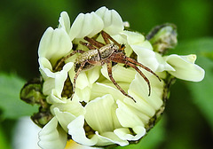 20210609 0797CPw [D~LIP] Spinne, Wiesen-Margerite (Leucanthemum vulgare agg), Bad Salzuflen