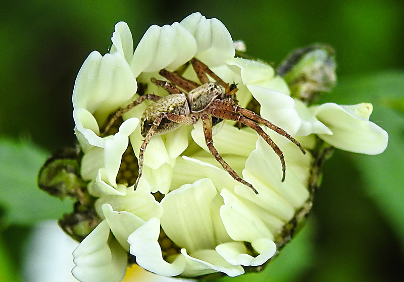 20210609 0797CPw [D~LIP] Spinne, Wiesen-Margerite (Leucanthemum vulgare agg), Bad Salzuflen