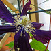 20210627 1165CPw [D~LIP] Waldrebe (Clematis 'Warszawska Nike'), Bad Salzuflen