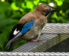20210705 1316CPw [D~LIP] Eichelhäher (Garrulus glandarius), Bad Salzuflen
