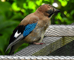 20210705 1316CPw [D~LIP] Eichelhäher (Garrulus glandarius), Bad Salzuflen