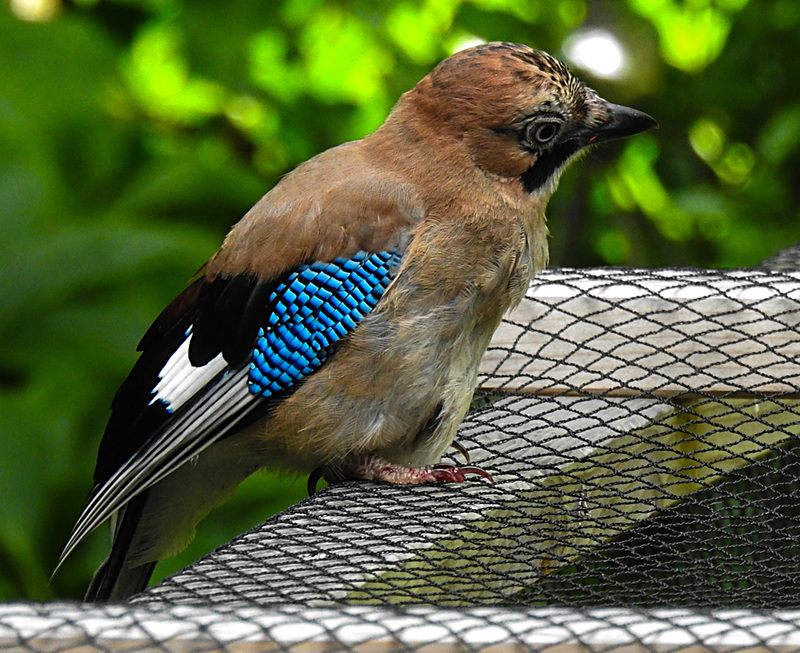 20210705 1316CPw [D~LIP] Eichelhäher (Garrulus glandarius), Bad Salzuflen