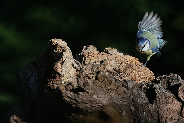 mésange bleue et la groose souche