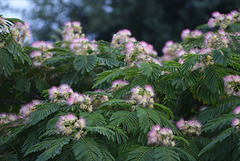 Albizzia julibrissin, Penedos