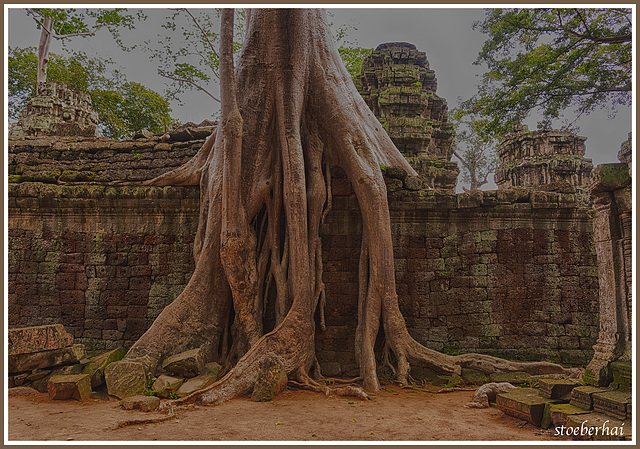 Ta Prohm Temple (5)