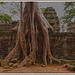 Ta Prohm Temple (5)