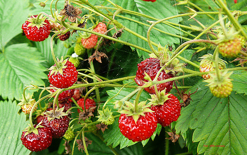 Wald-Erdbeeren