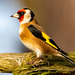 Goldfinch