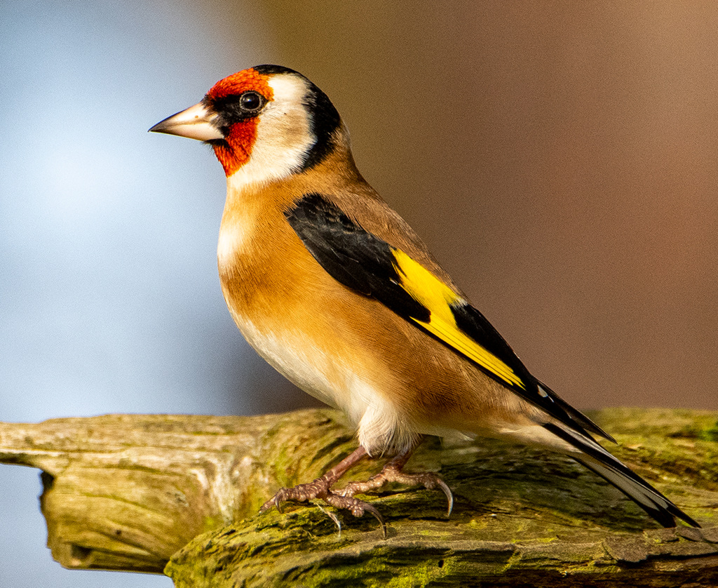 Goldfinch