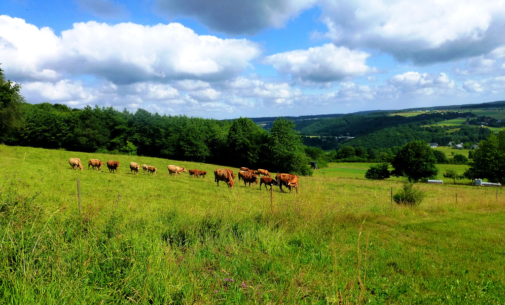 DE - Altenahr - Gottfried Kinkel Trail