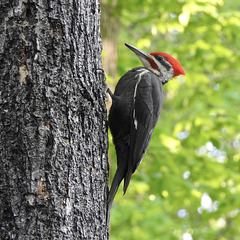 Pileated Woodpecker