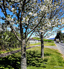 Roadside Trees