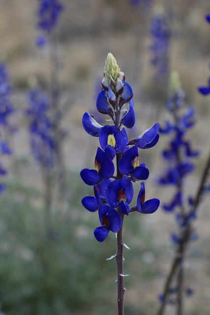 Bluebonnets