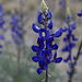 Bluebonnets