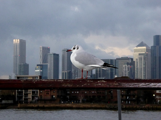 Greenwich Seagull