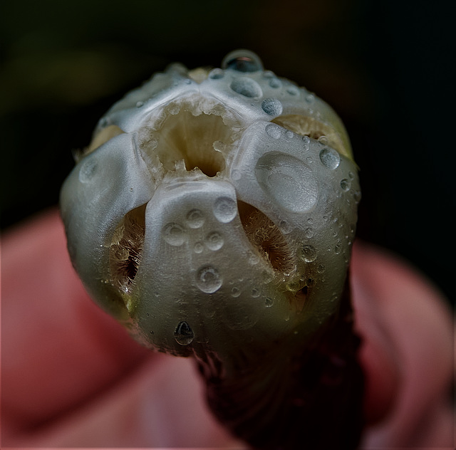 Hollyhox Bud