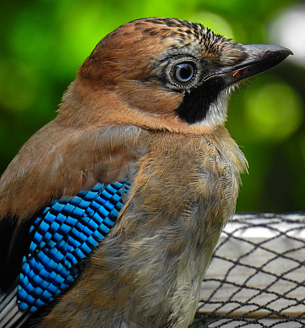 20210705 1317CPw [D~LIP] Eichelhäher (Garrulus glandarius), Bad Salzuflen