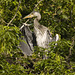 IMG 1917 Heron