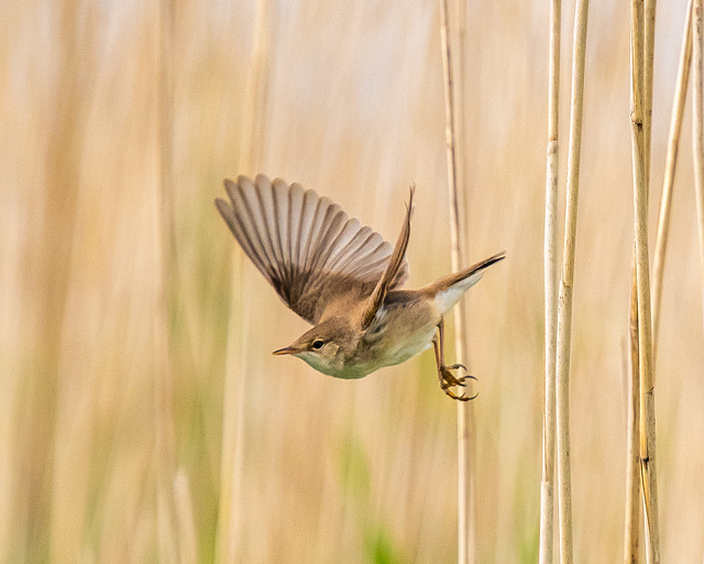 Reed warbler