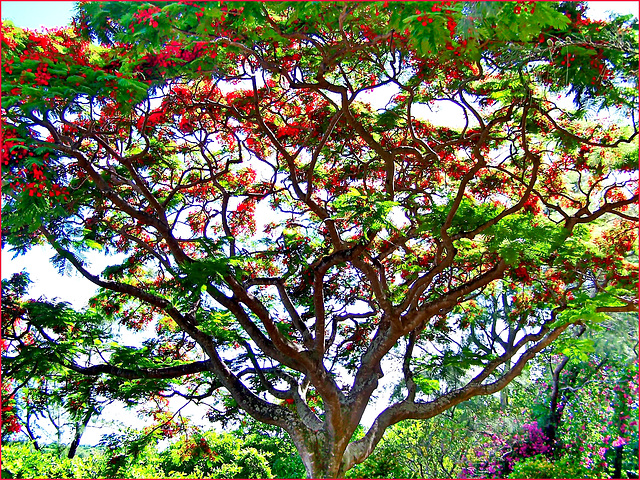 L'arbre flamboyante
